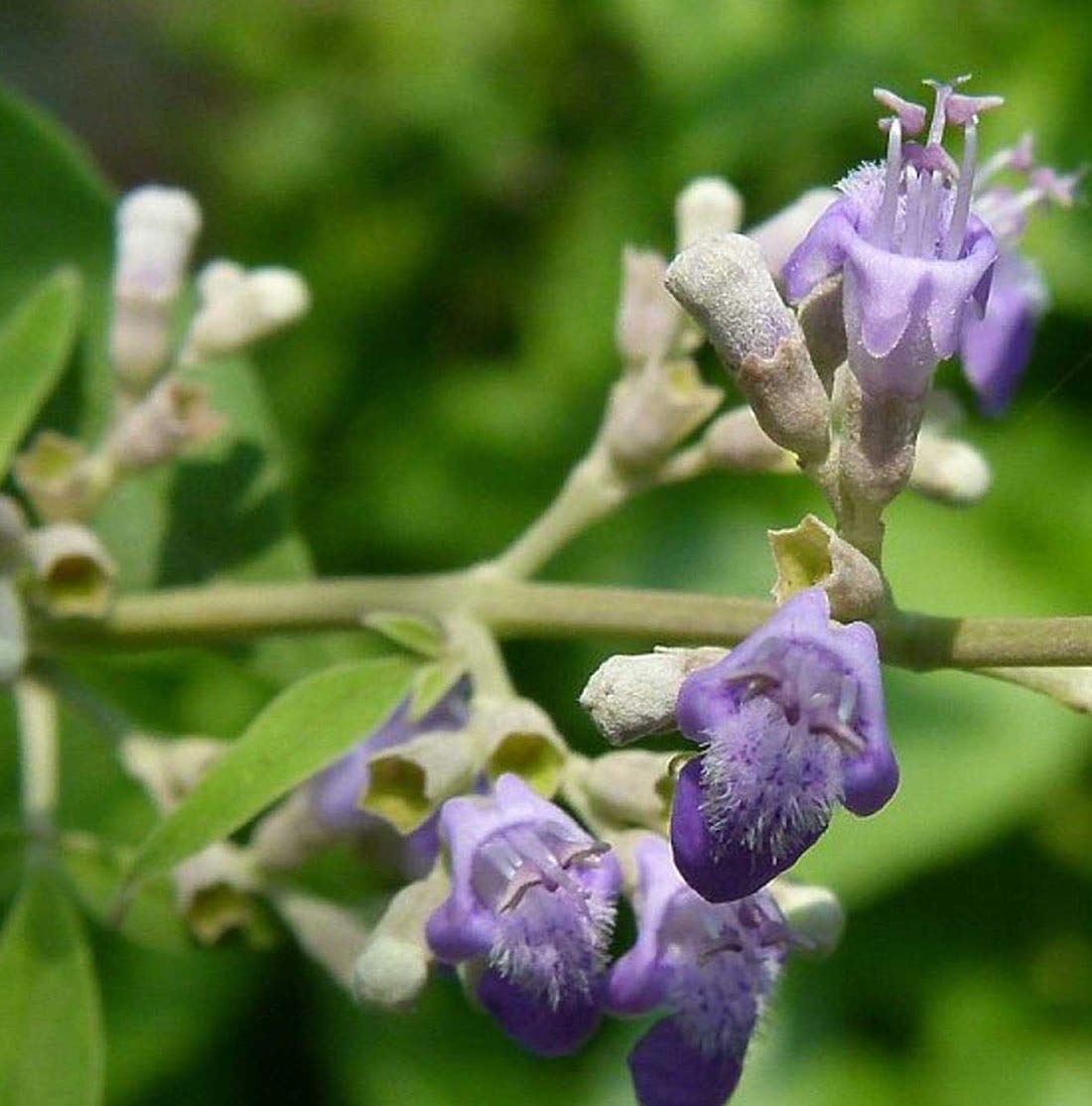 Vitex negundo (Nirgundi): phytochemical and therapeutic profile of a traditional medicinal shrub